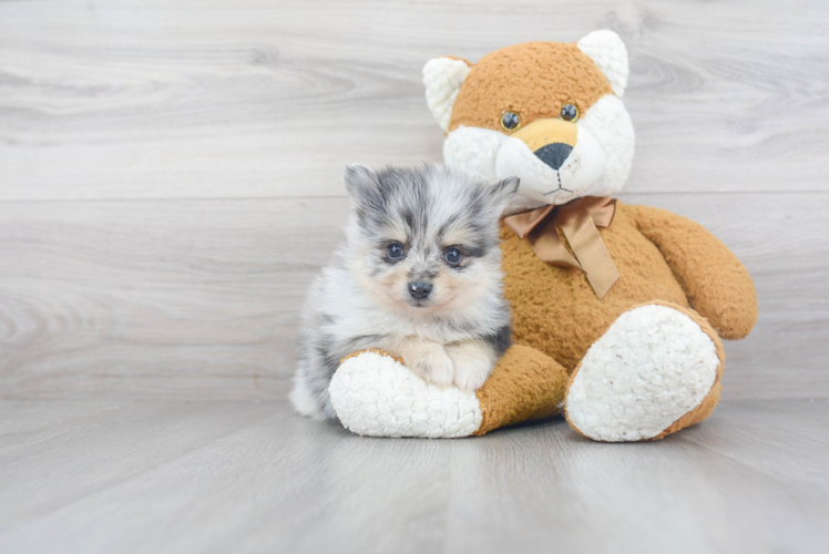 Fluffy Pomeranian Purebred Puppy