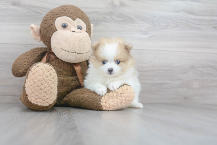 Petite Pomeranian Purebred Puppy