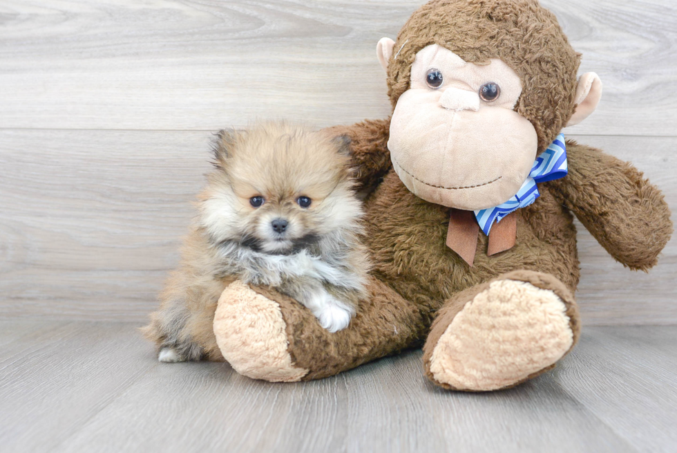 Energetic Pomeranian Purebred Puppy