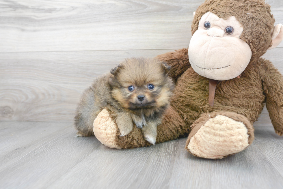 Friendly Pomeranian Baby