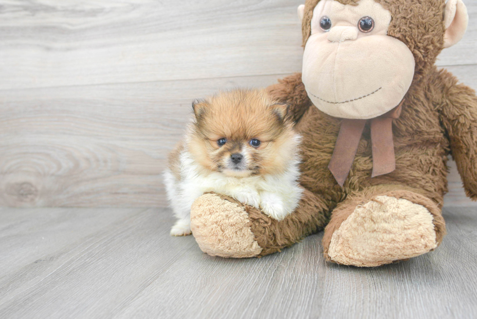 Funny Pomeranian Purebred Pup