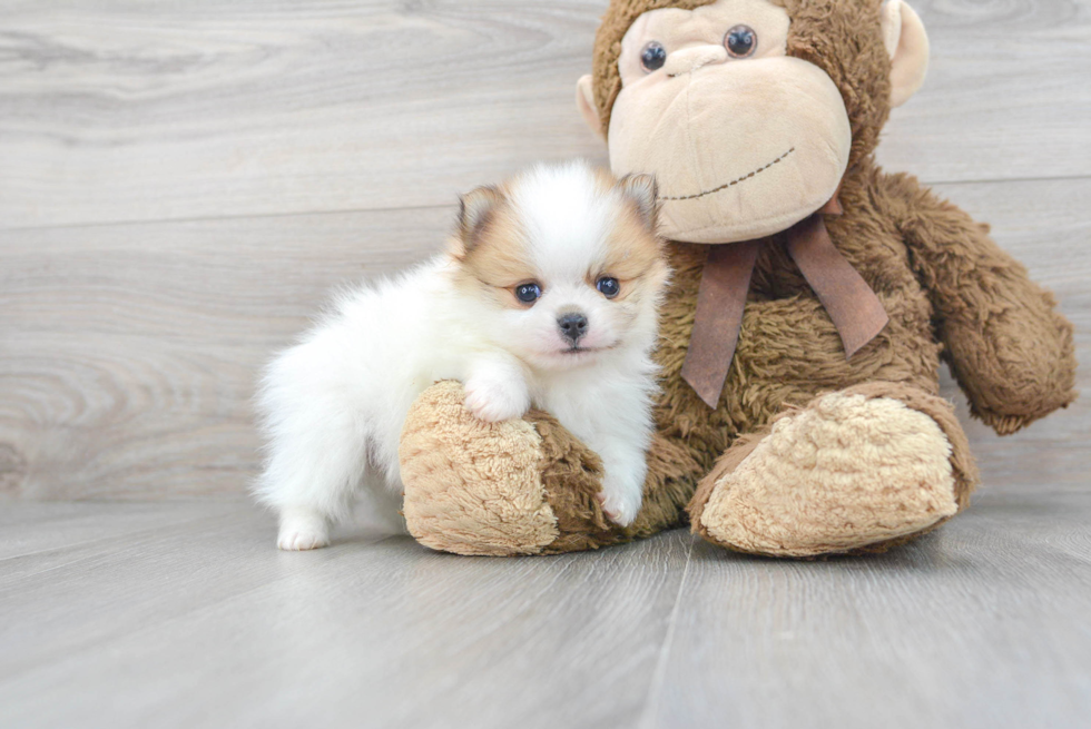 Small Pomeranian Purebred Pup