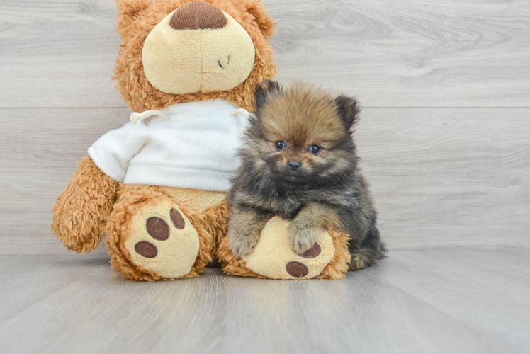 Pomeranian Puppy for Adoption