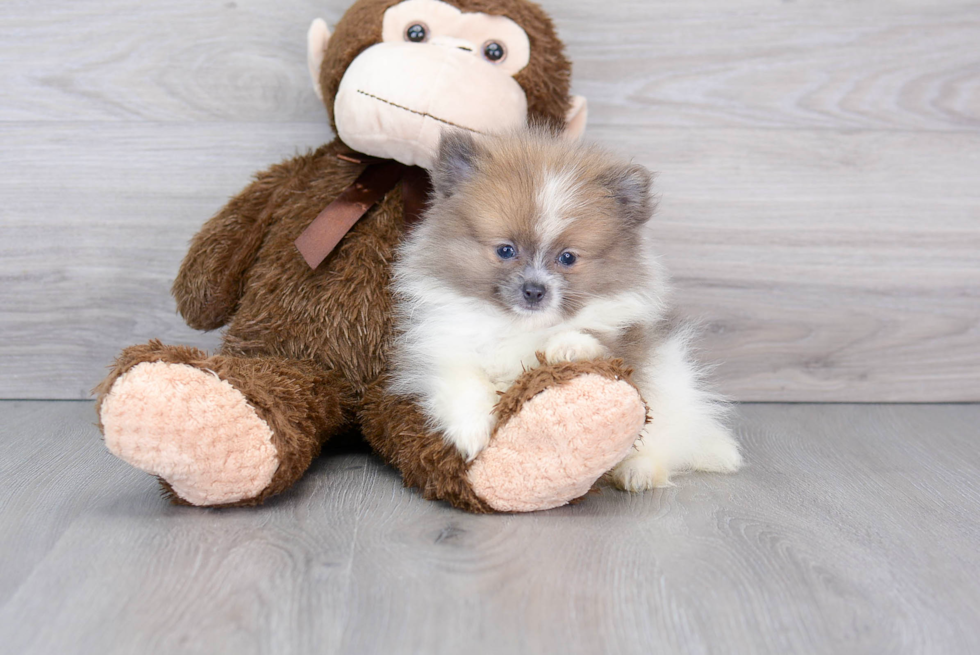 Playful Pomeranian Purebred Pup