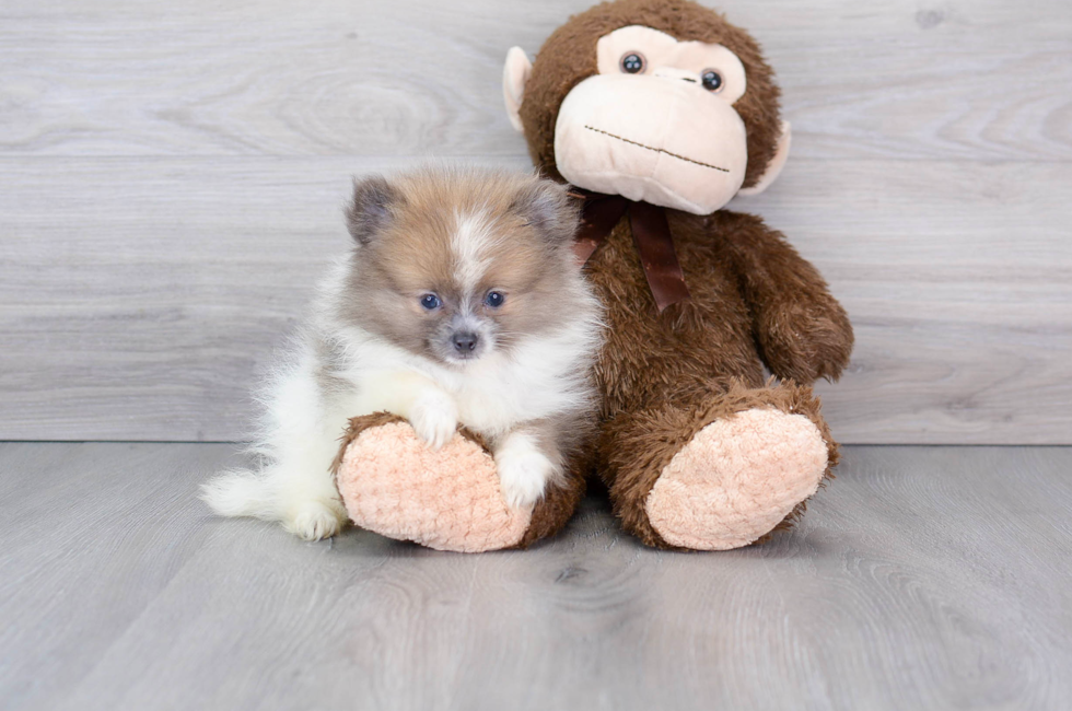 9 week old Pomeranian Puppy For Sale - Premier Pups