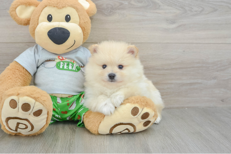 Fluffy Dwarf Spitz Purebred Puppy