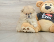 7 week old Pomeranian Puppy For Sale - Premier Pups