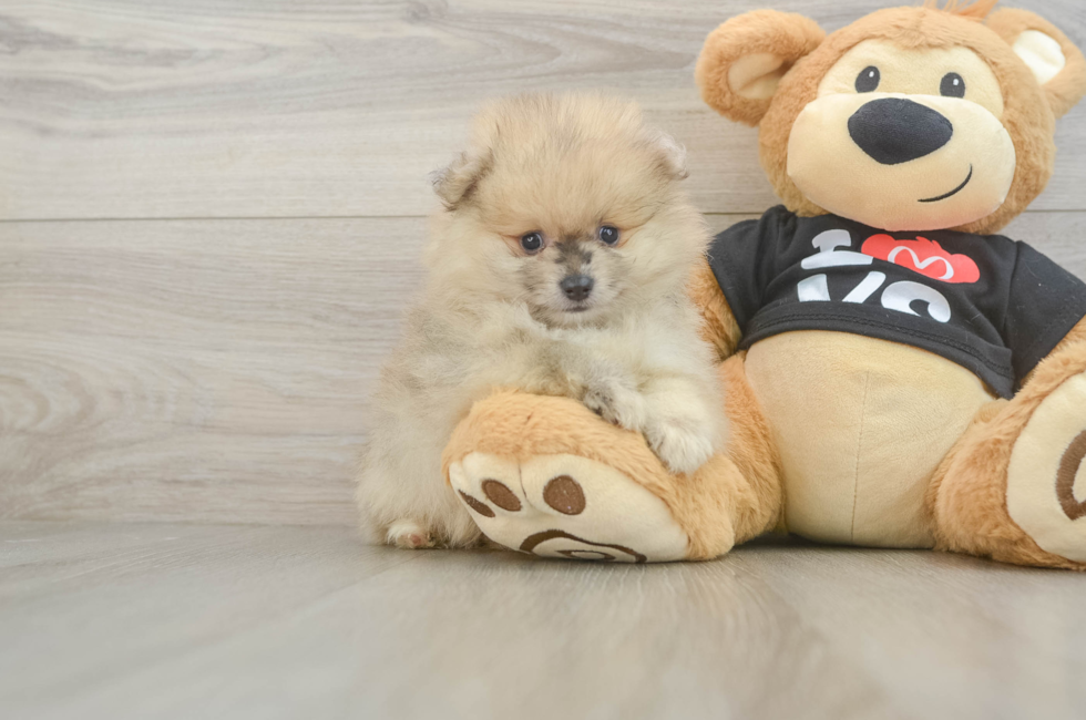 6 week old Pomeranian Puppy For Sale - Premier Pups