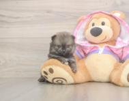 9 week old Pomeranian Puppy For Sale - Premier Pups