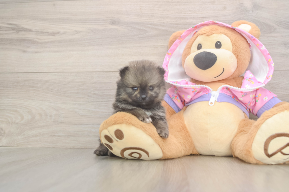 Playful Pomeranian Purebred Pup