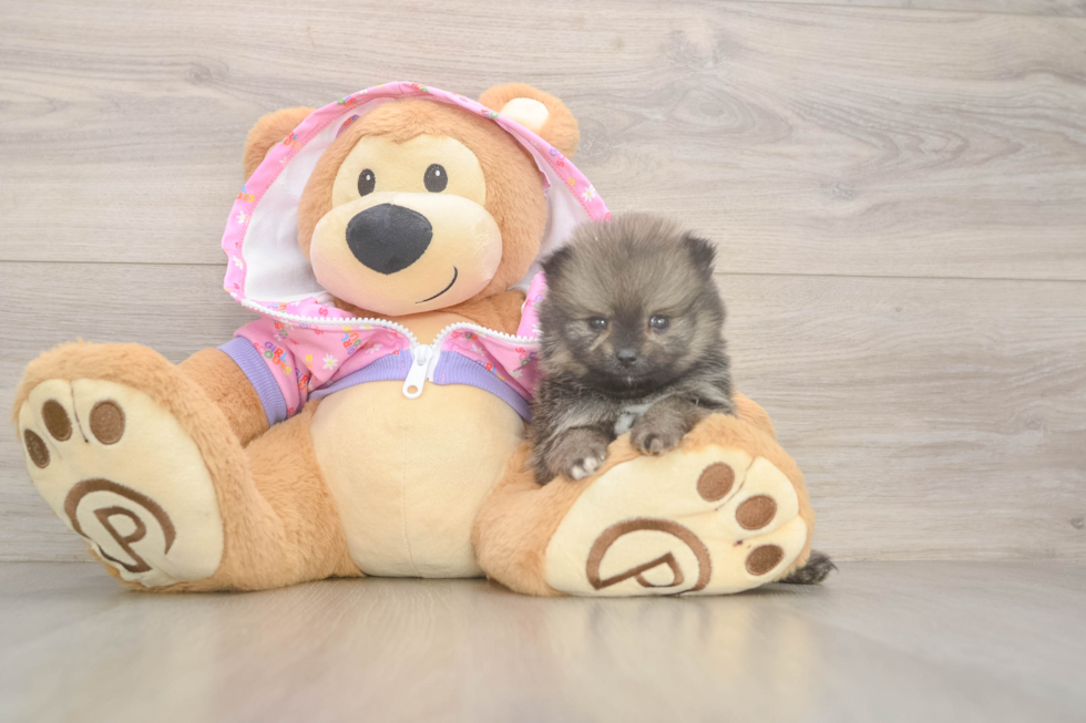 Pomeranian Puppy for Adoption