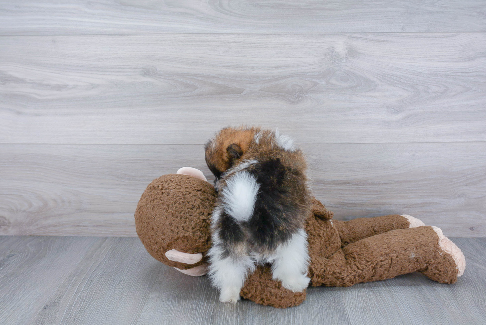 Playful Pomeranian Purebred Pup