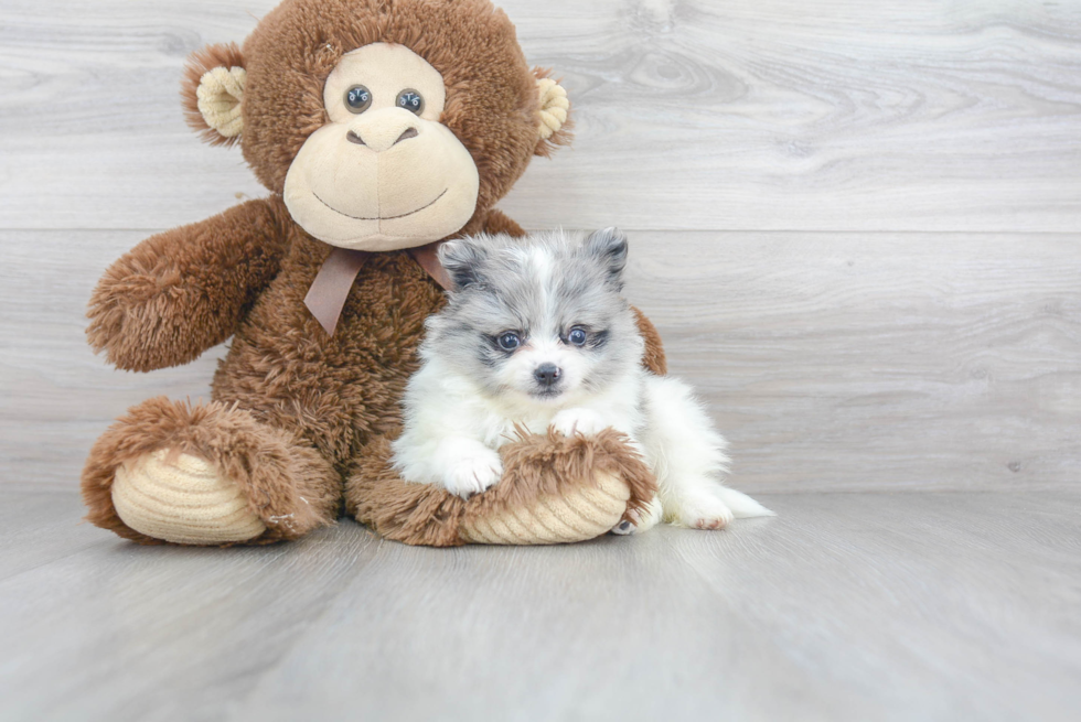 Little Pomeranian Purebred Pup