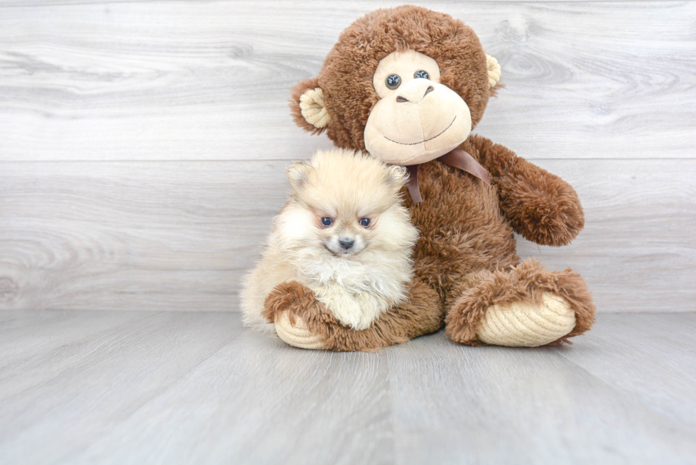 Petite Pomeranian Purebred Puppy