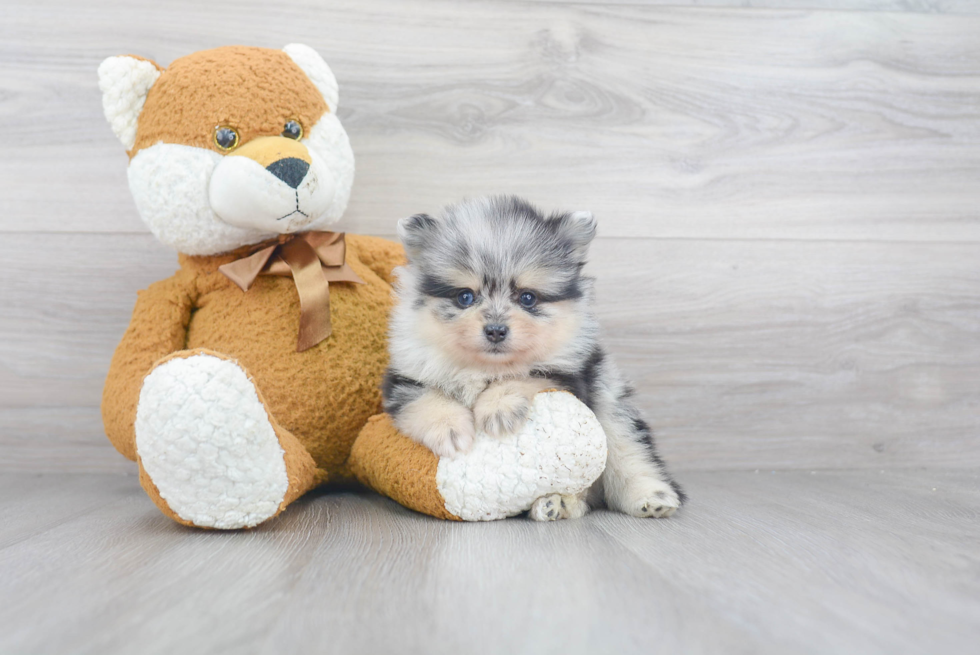 Best Pomeranian Baby