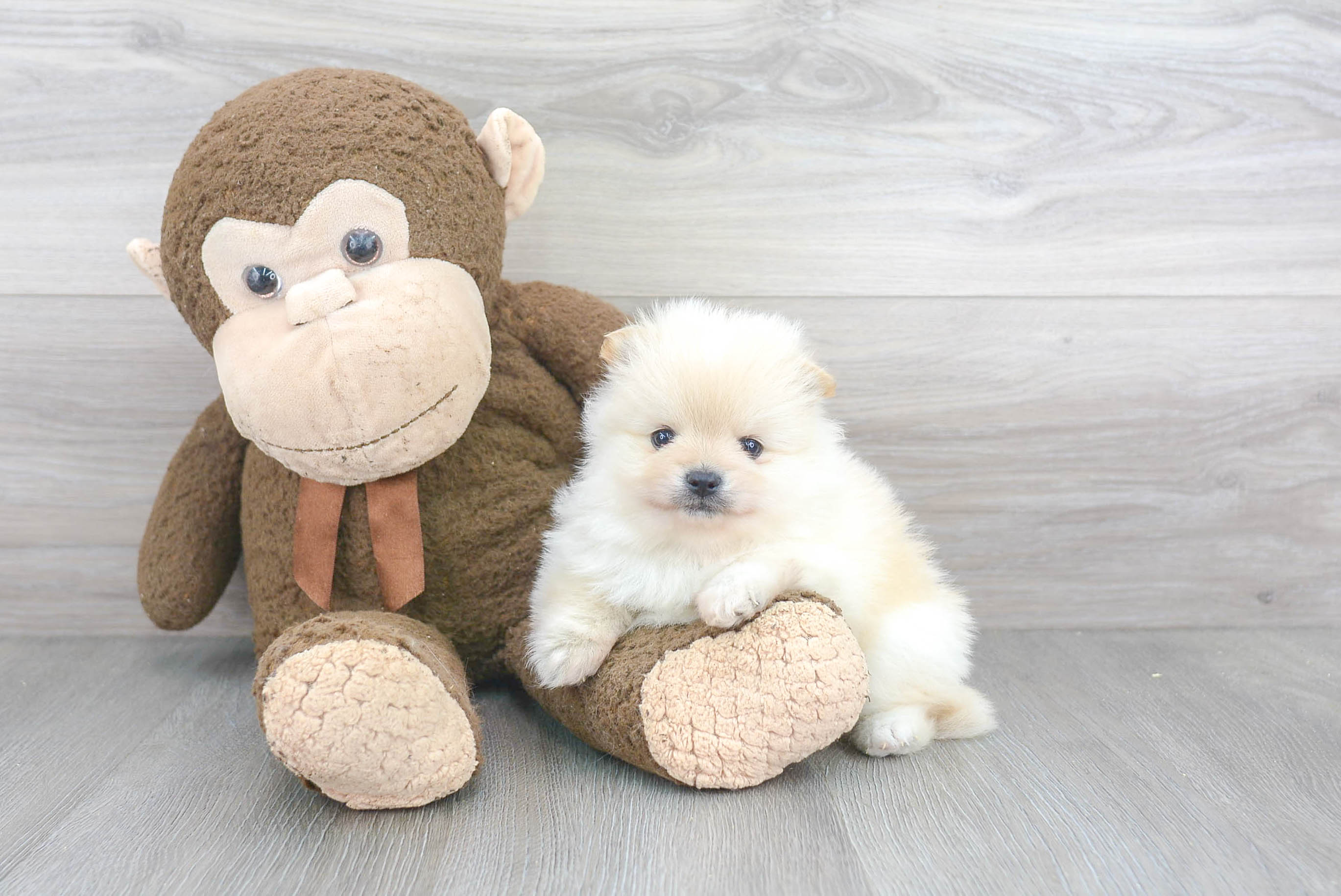 Funny Pomeranian Purebred Pup