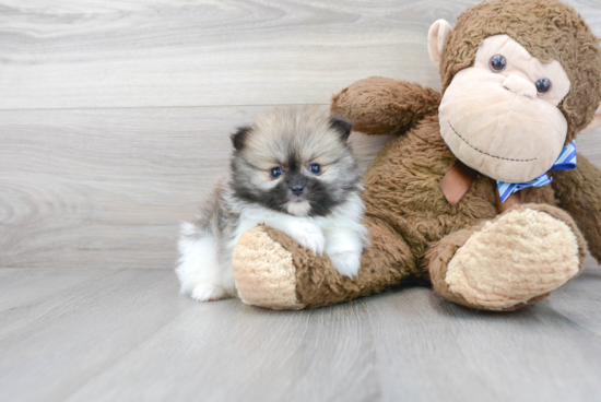 Adorable Pomeranian Purebred Puppy