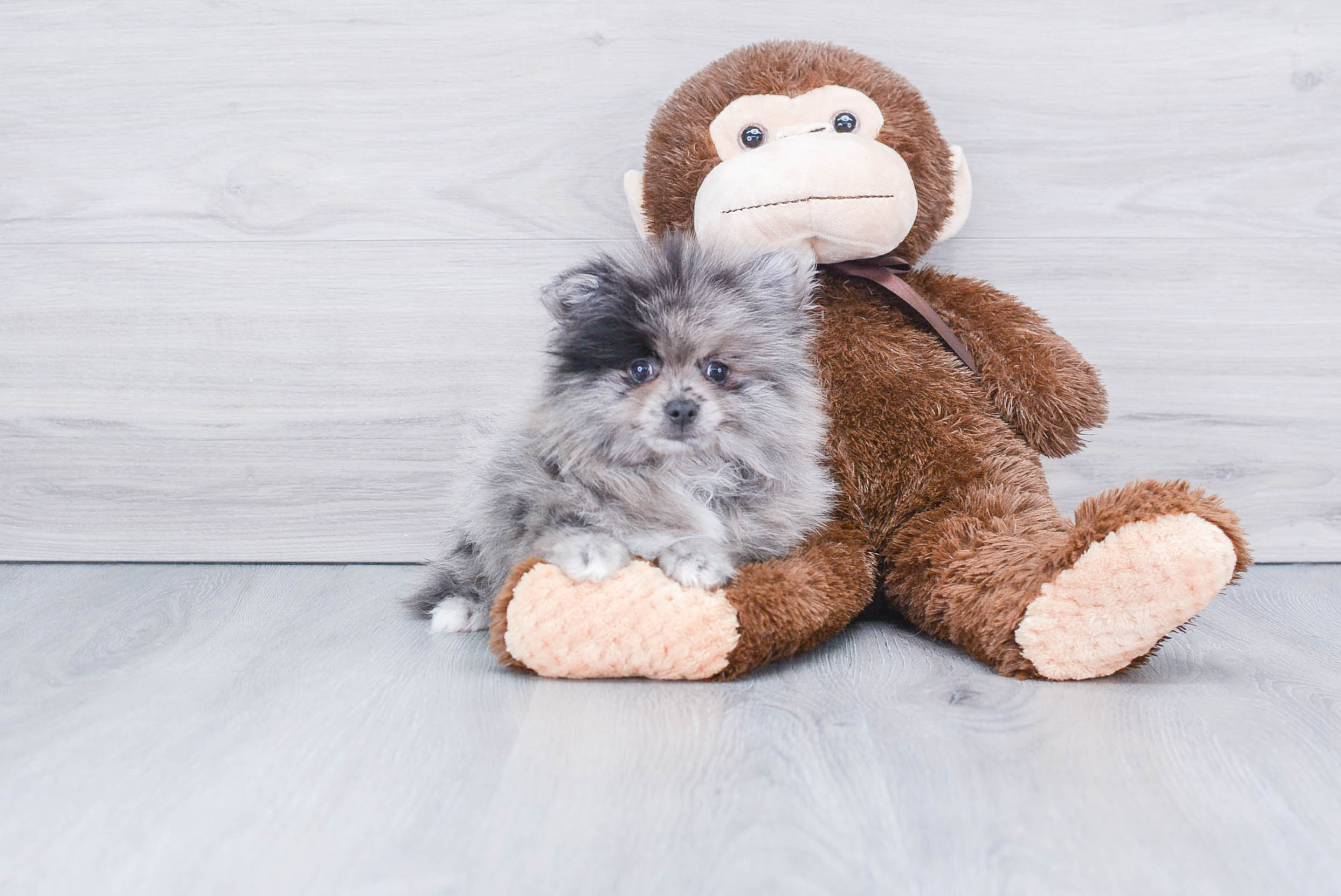 Best Pomeranian Baby