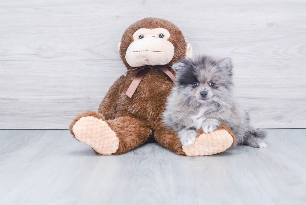 Playful Pomeranian Baby