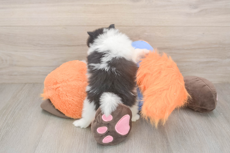 Fluffy Pom Purebred Puppy