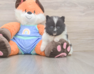 7 week old Pomeranian Puppy For Sale - Premier Pups