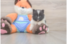 Pomeranian Puppy for Adoption