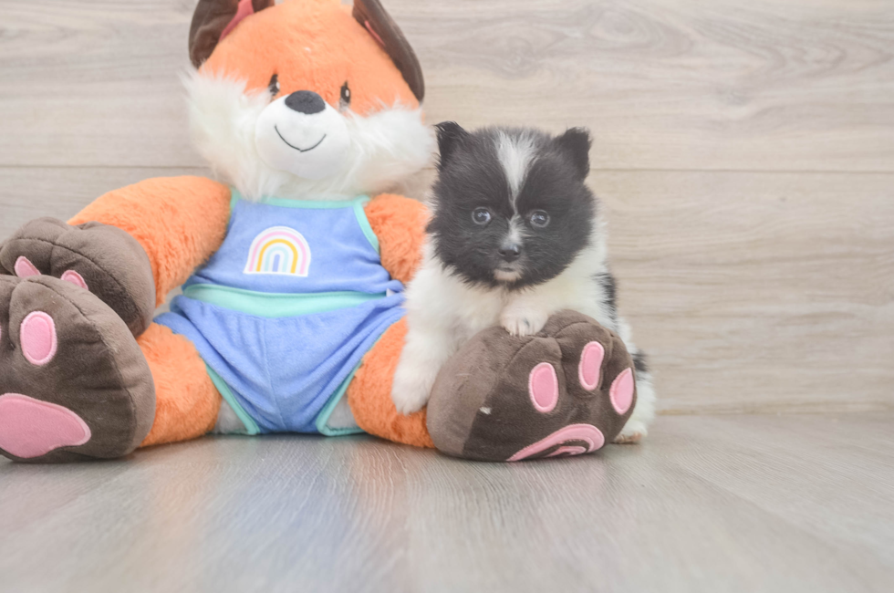 5 week old Pomeranian Puppy For Sale - Premier Pups