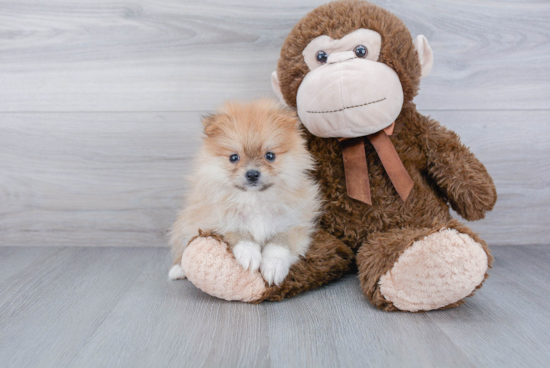 Petite Pomeranian Purebred Puppy