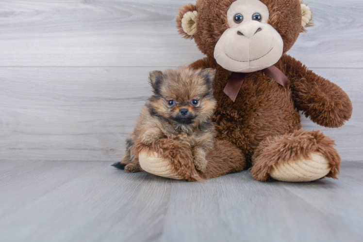 Friendly Pomeranian Baby