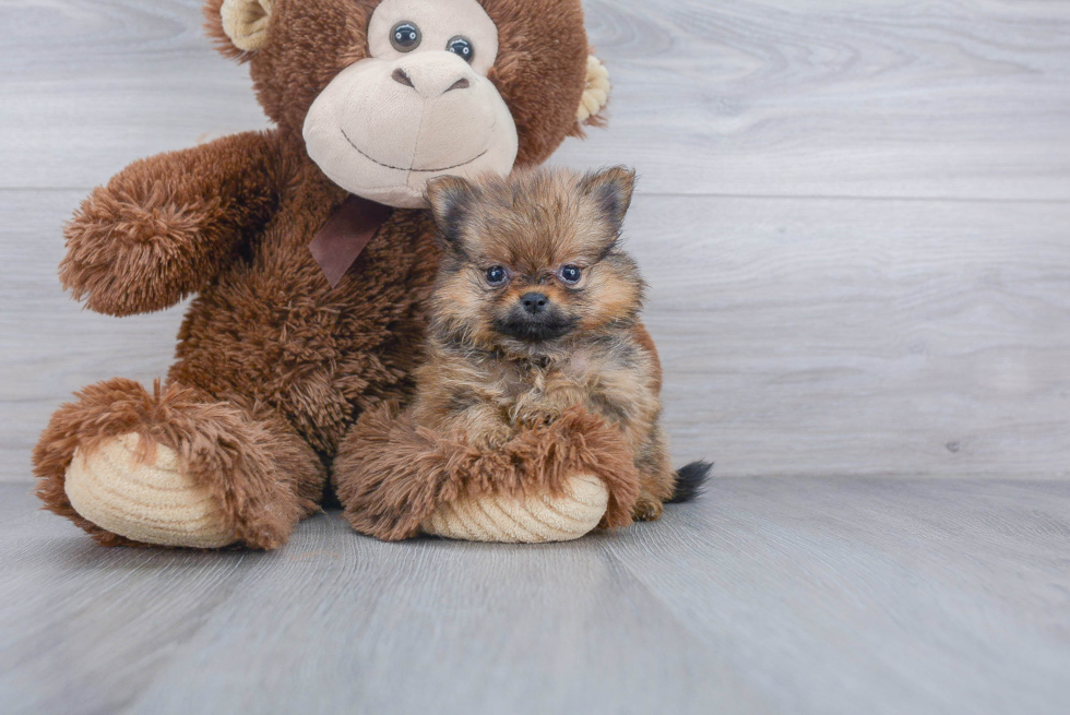 Pomeranian Pup Being Cute