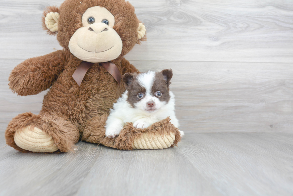 Cute Pomeranian Purebred Puppy