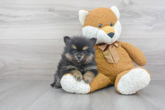 Popular Pomeranian Purebred Pup