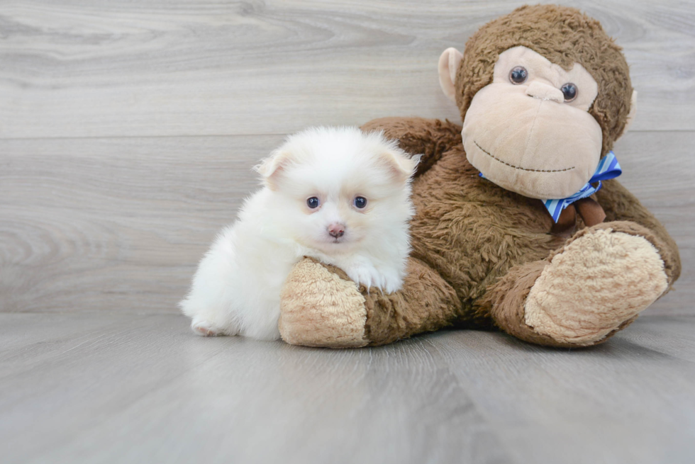 Little Pomeranian Purebred Pup