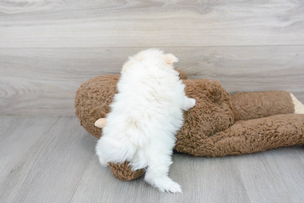 Happy Pomeranian Purebred Puppy