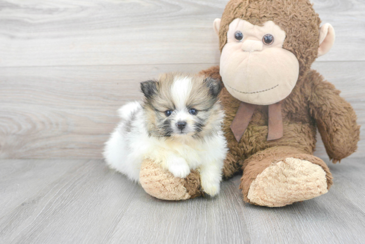 Cute Pomeranian Purebred Puppy