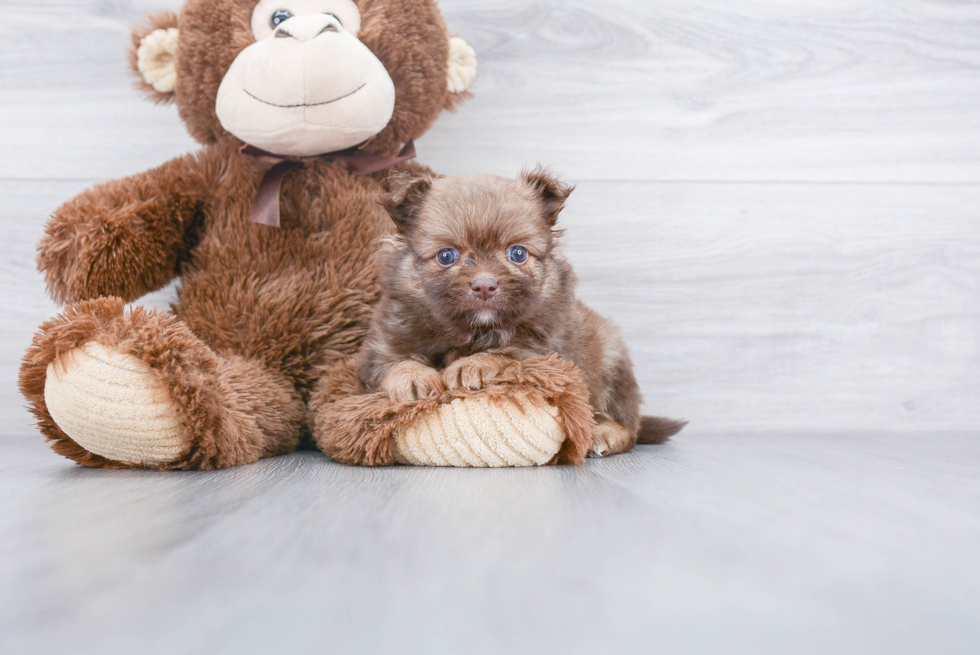 Small Pomeranian Baby