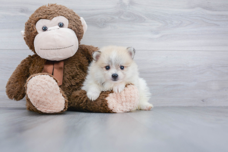 Fluffy Pomeranian Purebred Puppy