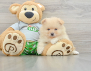 8 week old Pomeranian Puppy For Sale - Premier Pups
