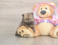 8 week old Pomeranian Puppy For Sale - Premier Pups