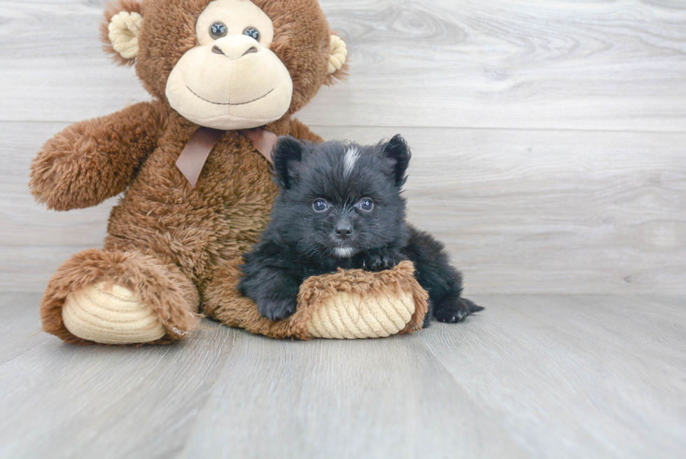 Hypoallergenic Pomeranian Baby