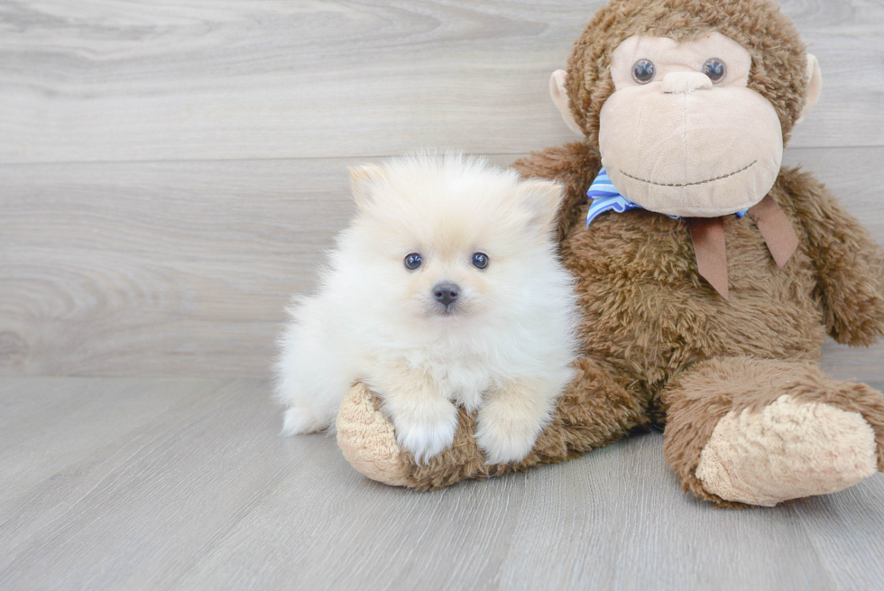 Pomeranian Pup Being Cute