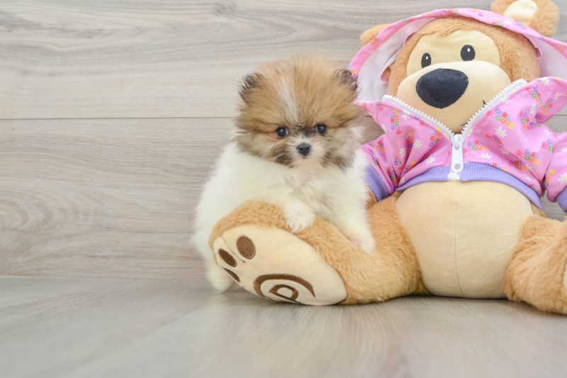 Meet Moana - our Pomeranian Puppy Photo 1/3 - Premier Pups
