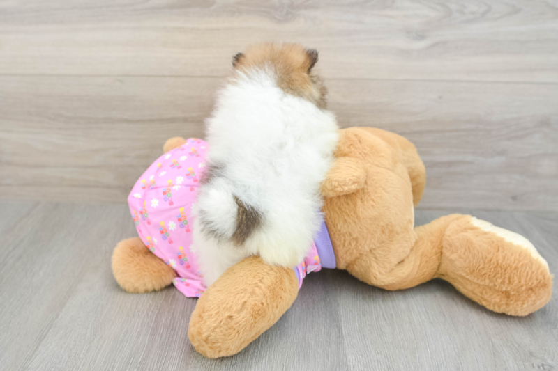 Meet Moana - our Pomeranian Puppy Photo 2/3 - Premier Pups