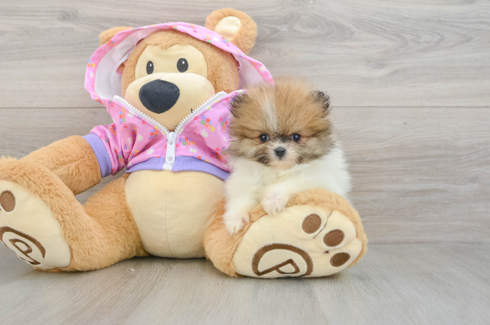 8 week old Pomeranian Puppy For Sale - Premier Pups
