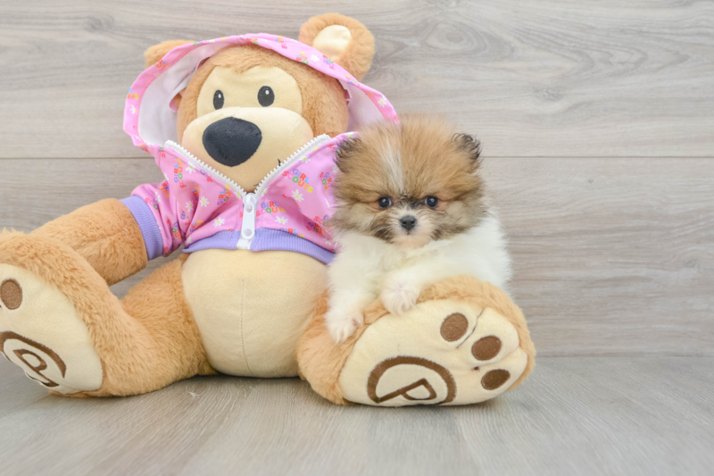 Meet Moana - our Pomeranian Puppy Photo 3/3 - Premier Pups