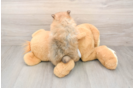 Pomeranian Pup Being Cute