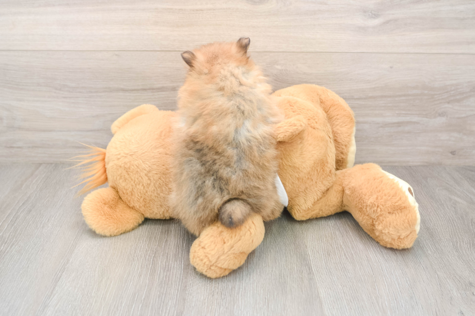 Pomeranian Pup Being Cute