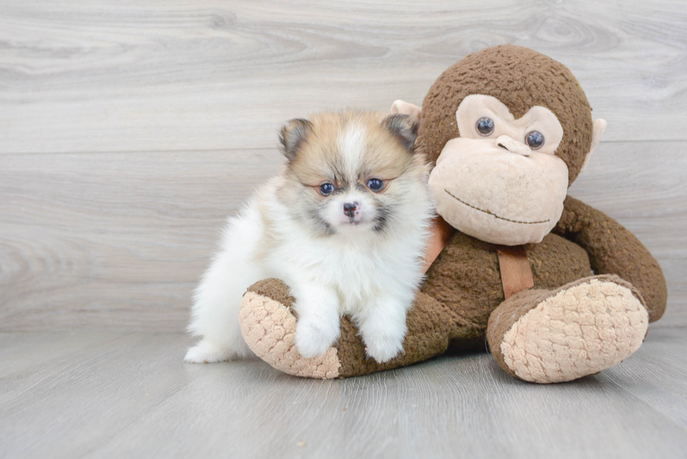 Small Pomeranian Purebred Pup