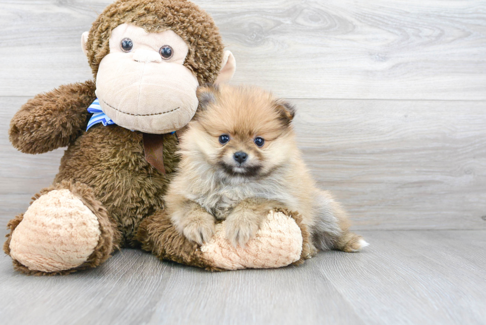 Fluffy Pomeranian Purebred Puppy