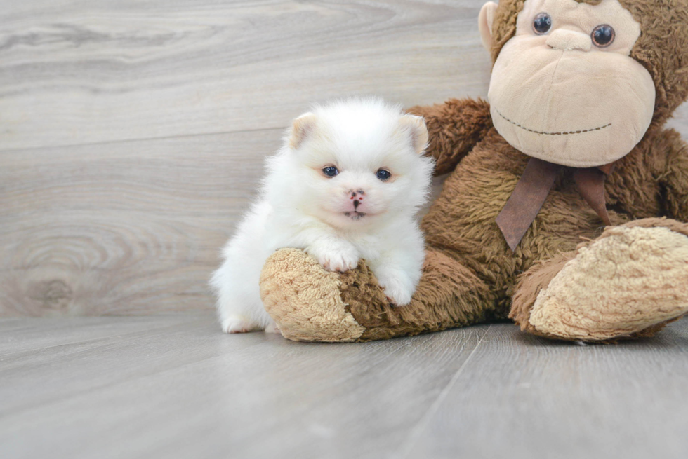 Friendly Pomeranian Purebred Pup